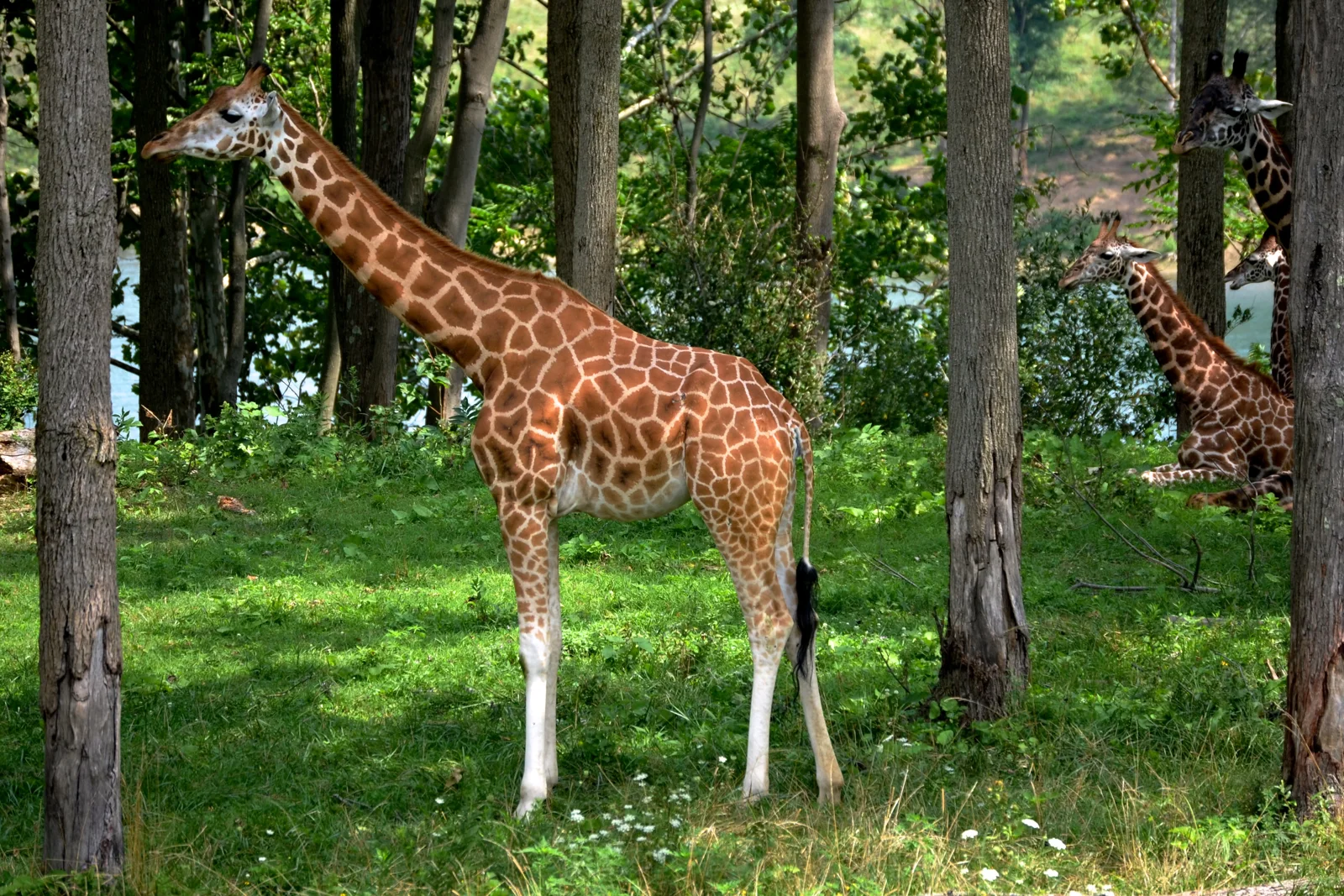 緑の木々に囲まれたキリンたち。動物のイメージ写真