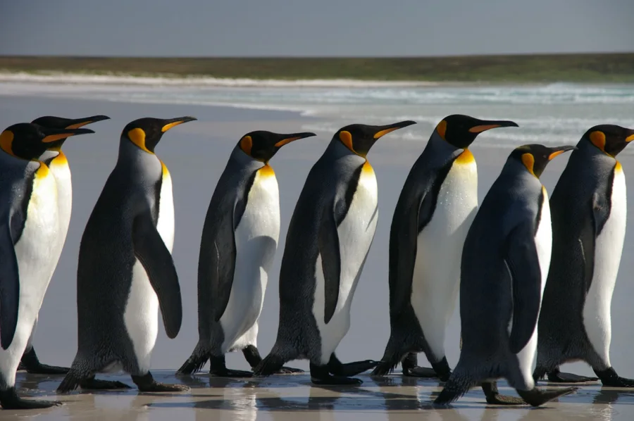 海辺に集まるペンギンたち。動物のイメージ写真
