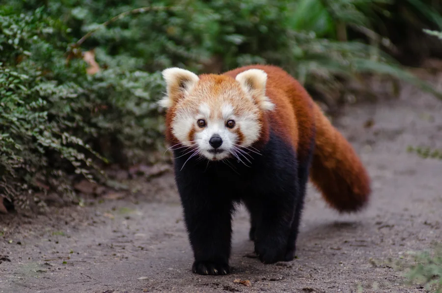 動物園特集